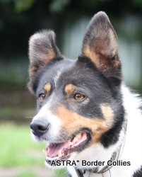 Astra Kita, Tricolour Border Collie